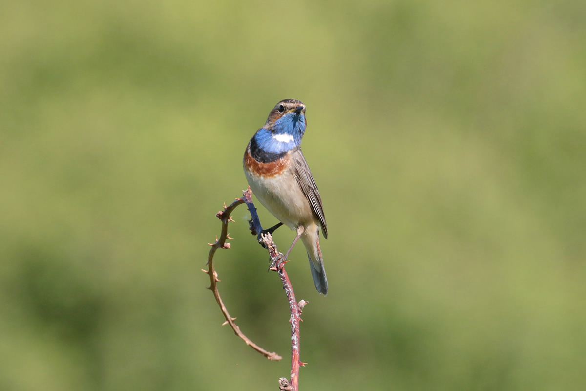 Blauwborst